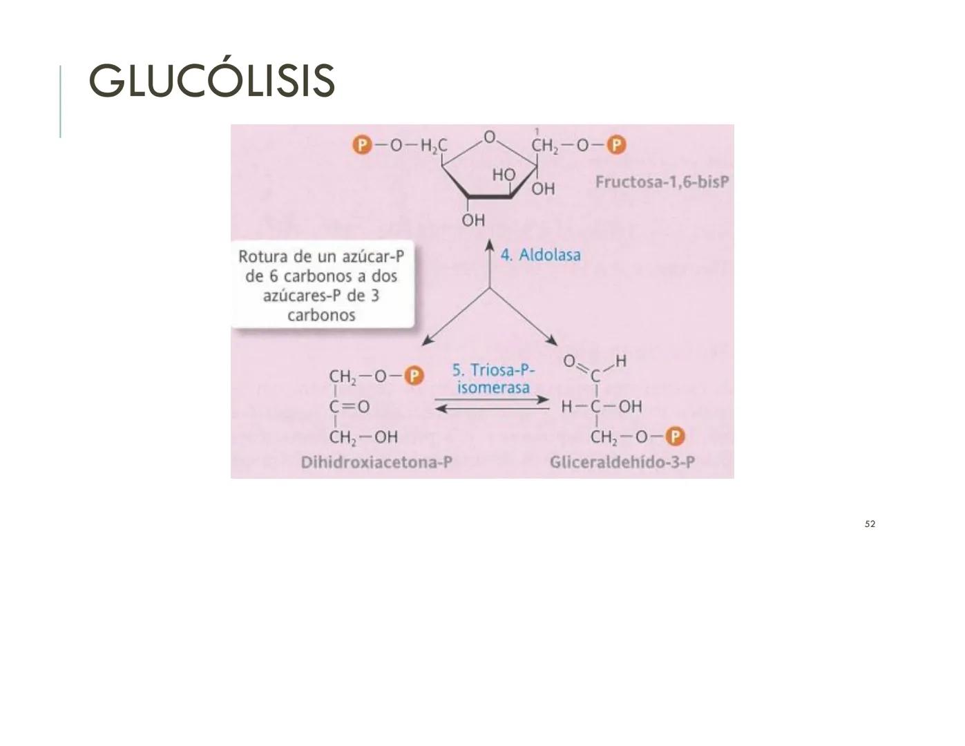 | BIOQUIMICA
Dra. Layla Simón
lsimon@uft.cl REPASO SOLEMNE 2
1. Química Orgánica
2. Enzimas
3. Introducción al metabolismo
4. Metabolismo