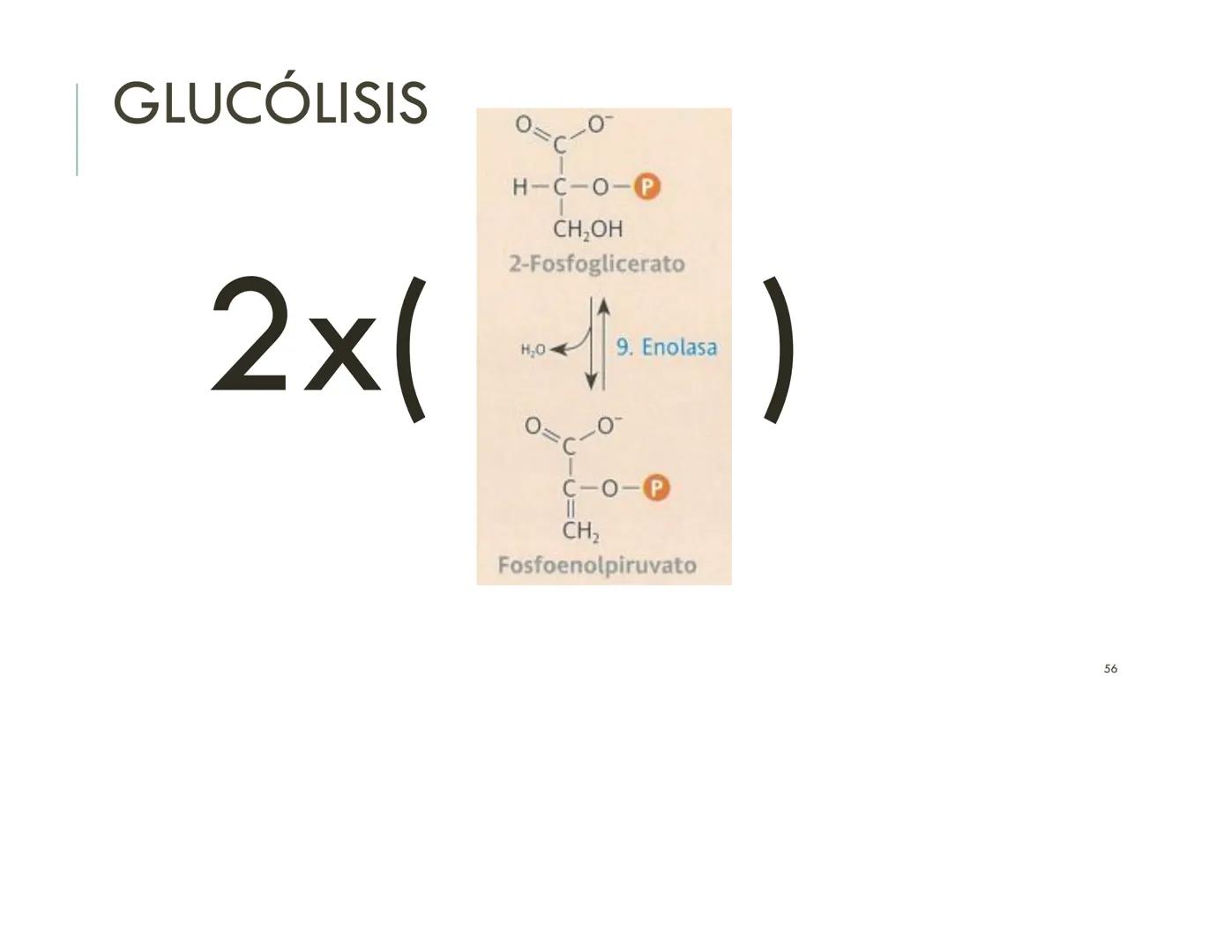 | BIOQUIMICA
Dra. Layla Simón
lsimon@uft.cl REPASO SOLEMNE 2
1. Química Orgánica
2. Enzimas
3. Introducción al metabolismo
4. Metabolismo