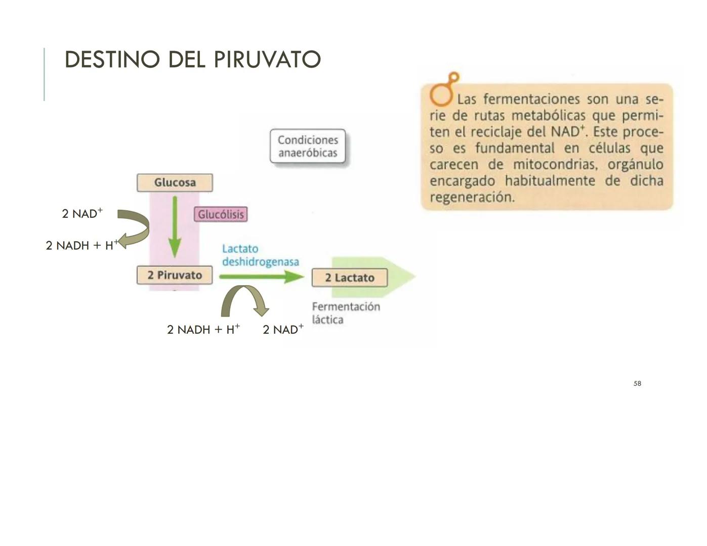 | BIOQUIMICA
Dra. Layla Simón
lsimon@uft.cl REPASO SOLEMNE 2
1. Química Orgánica
2. Enzimas
3. Introducción al metabolismo
4. Metabolismo