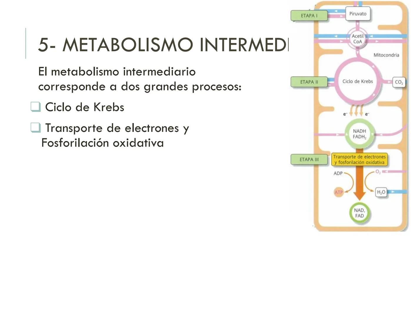 | BIOQUIMICA
Dra. Layla Simón
lsimon@uft.cl REPASO SOLEMNE 2
1. Química Orgánica
2. Enzimas
3. Introducción al metabolismo
4. Metabolismo