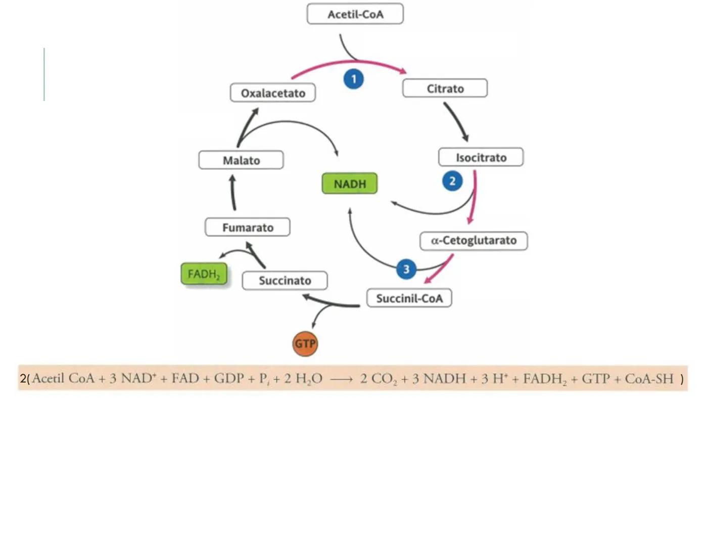 | BIOQUIMICA
Dra. Layla Simón
lsimon@uft.cl REPASO SOLEMNE 2
1. Química Orgánica
2. Enzimas
3. Introducción al metabolismo
4. Metabolismo
