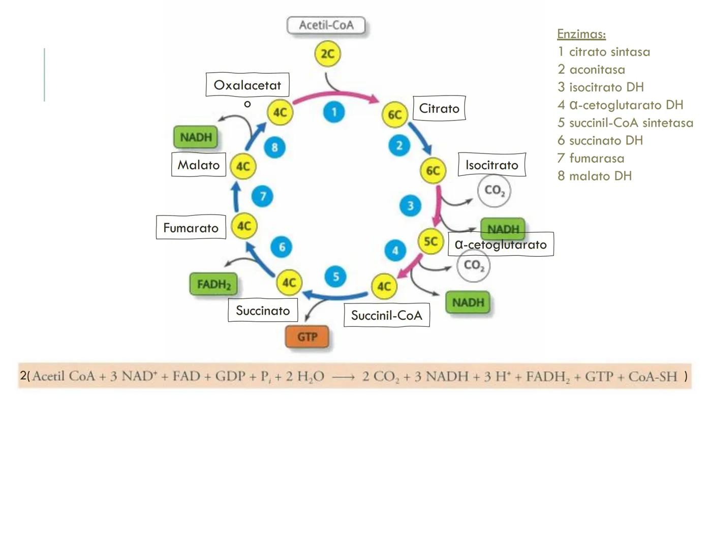 | BIOQUIMICA
Dra. Layla Simón
lsimon@uft.cl REPASO SOLEMNE 2
1. Química Orgánica
2. Enzimas
3. Introducción al metabolismo
4. Metabolismo