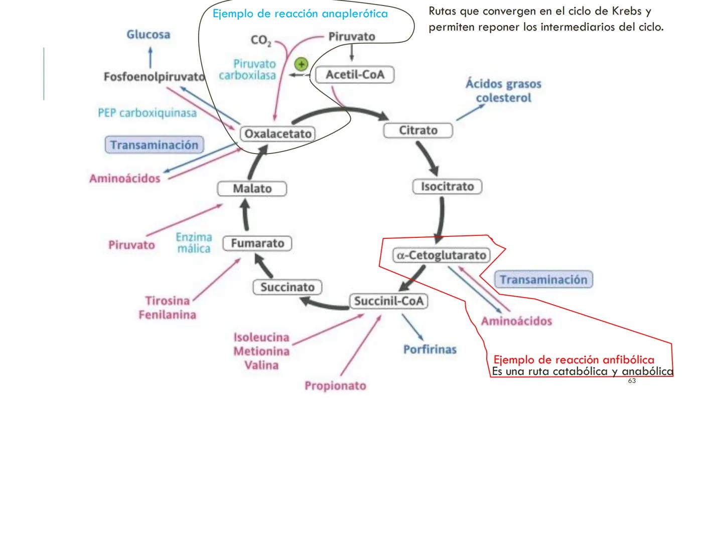 | BIOQUIMICA
Dra. Layla Simón
lsimon@uft.cl REPASO SOLEMNE 2
1. Química Orgánica
2. Enzimas
3. Introducción al metabolismo
4. Metabolismo