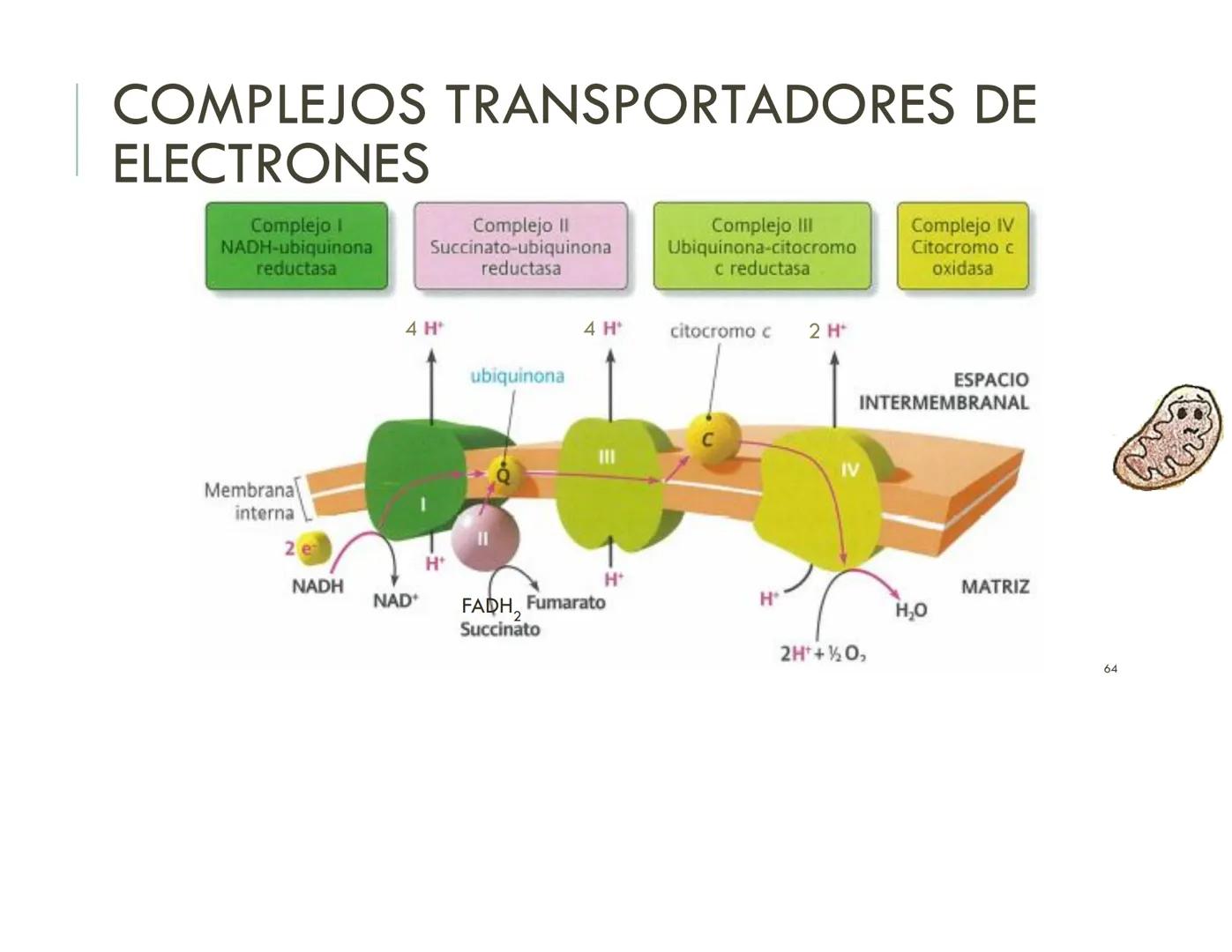 | BIOQUIMICA
Dra. Layla Simón
lsimon@uft.cl REPASO SOLEMNE 2
1. Química Orgánica
2. Enzimas
3. Introducción al metabolismo
4. Metabolismo