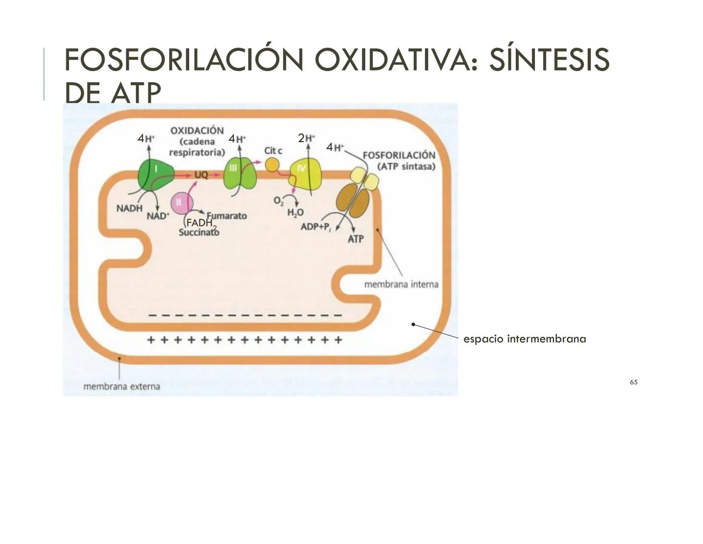 | BIOQUIMICA
Dra. Layla Simón
lsimon@uft.cl REPASO SOLEMNE 2
1. Química Orgánica
2. Enzimas
3. Introducción al metabolismo
4. Metabolismo