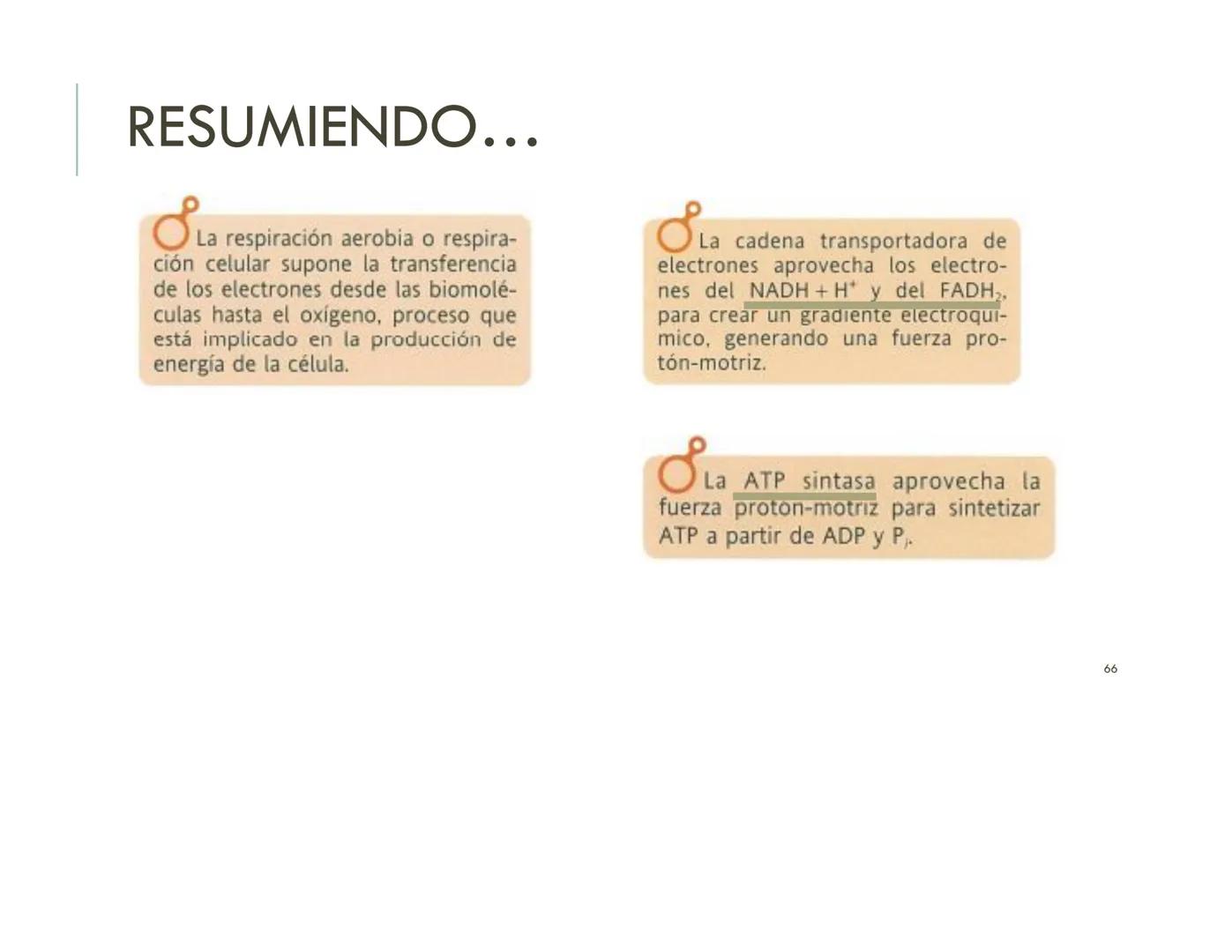 | BIOQUIMICA
Dra. Layla Simón
lsimon@uft.cl REPASO SOLEMNE 2
1. Química Orgánica
2. Enzimas
3. Introducción al metabolismo
4. Metabolismo