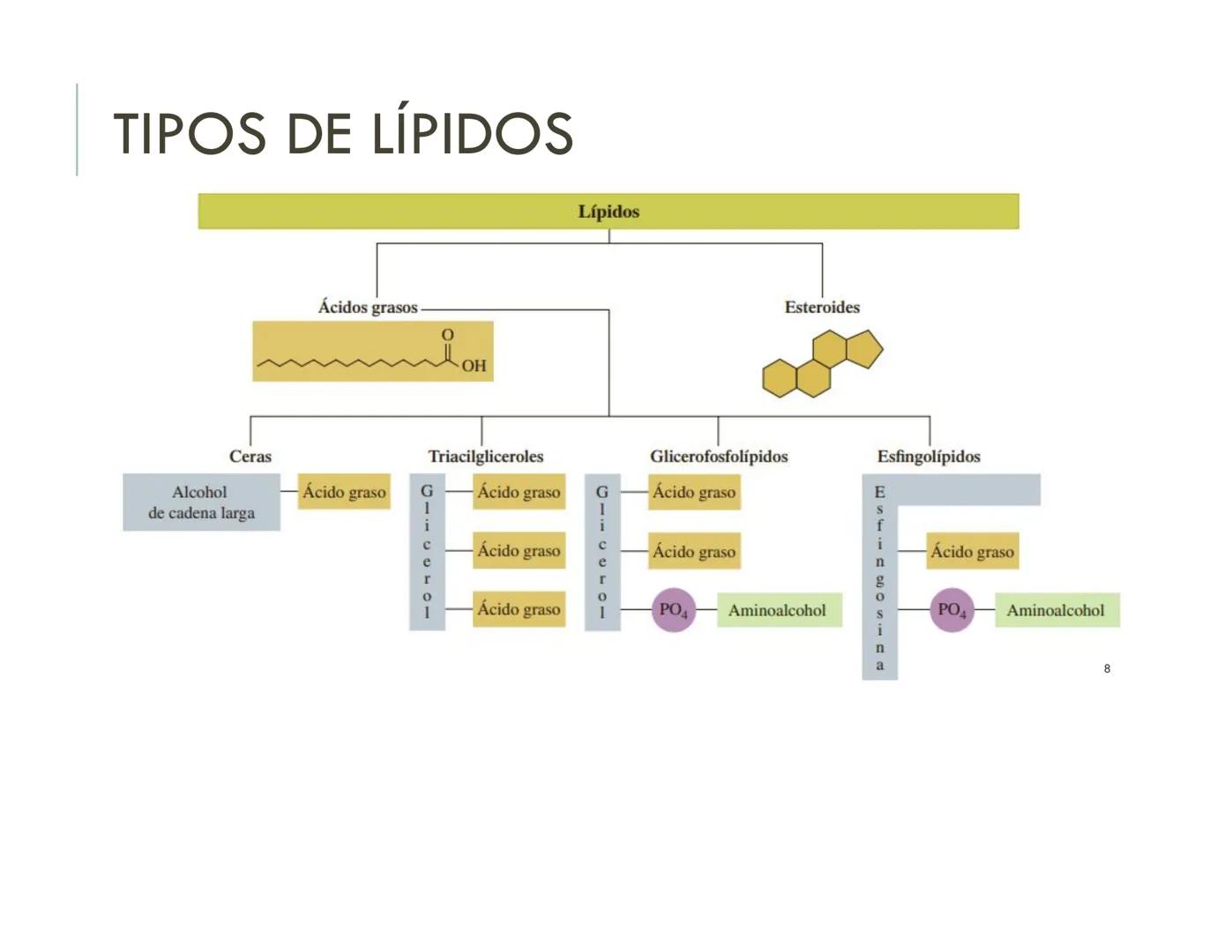 | BIOQUIMICA
Dra. Layla Simón
lsimon@uft.cl REPASO SOLEMNE 2
1. Química Orgánica
2. Enzimas
3. Introducción al metabolismo
4. Metabolismo