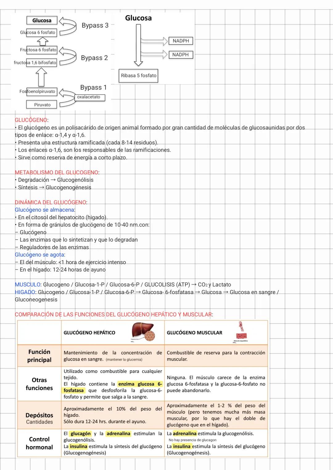 Glucosa
Glucosa
Bypass 3
Glucosa 6 fosfato
Fructosa 6 fosfato
Bypass 2
fructosa 1,6 bifosfato
Ribasa 5 fosfato
Fosfoenolpiruvato
Bypass 1
ox