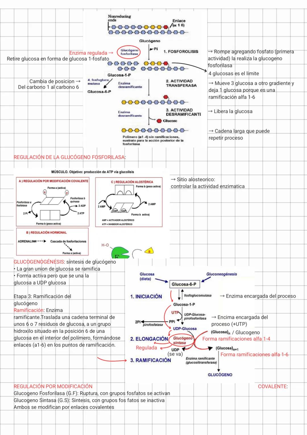 Glucosa
Glucosa
Bypass 3
Glucosa 6 fosfato
Fructosa 6 fosfato
Bypass 2
fructosa 1,6 bifosfato
Ribasa 5 fosfato
Fosfoenolpiruvato
Bypass 1
ox