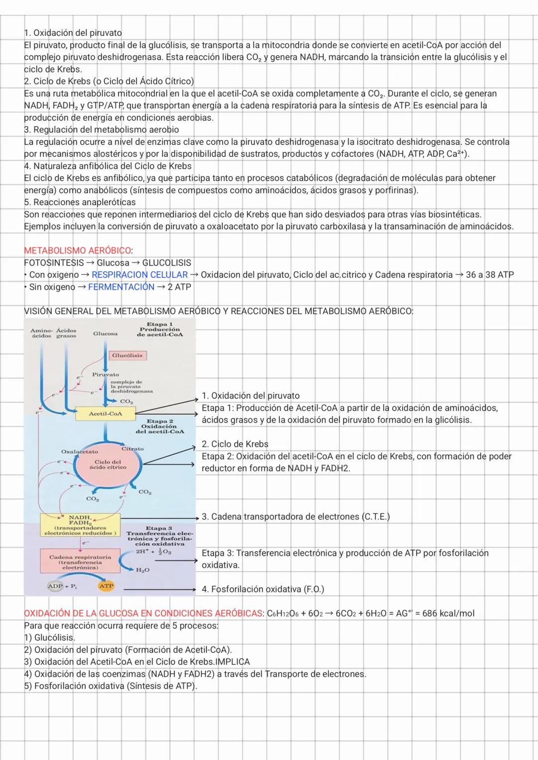 1. Oxidación del piruvato
El piruvato, producto final de la glucólisis, se transporta a la mitocondria donde se convierte en acetil-CoA por