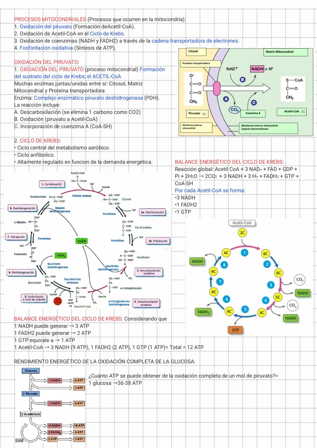 1. Oxidación del piruvato
El piruvato, producto final de la glucólisis, se transporta a la mitocondria donde se convierte en acetil-CoA por
