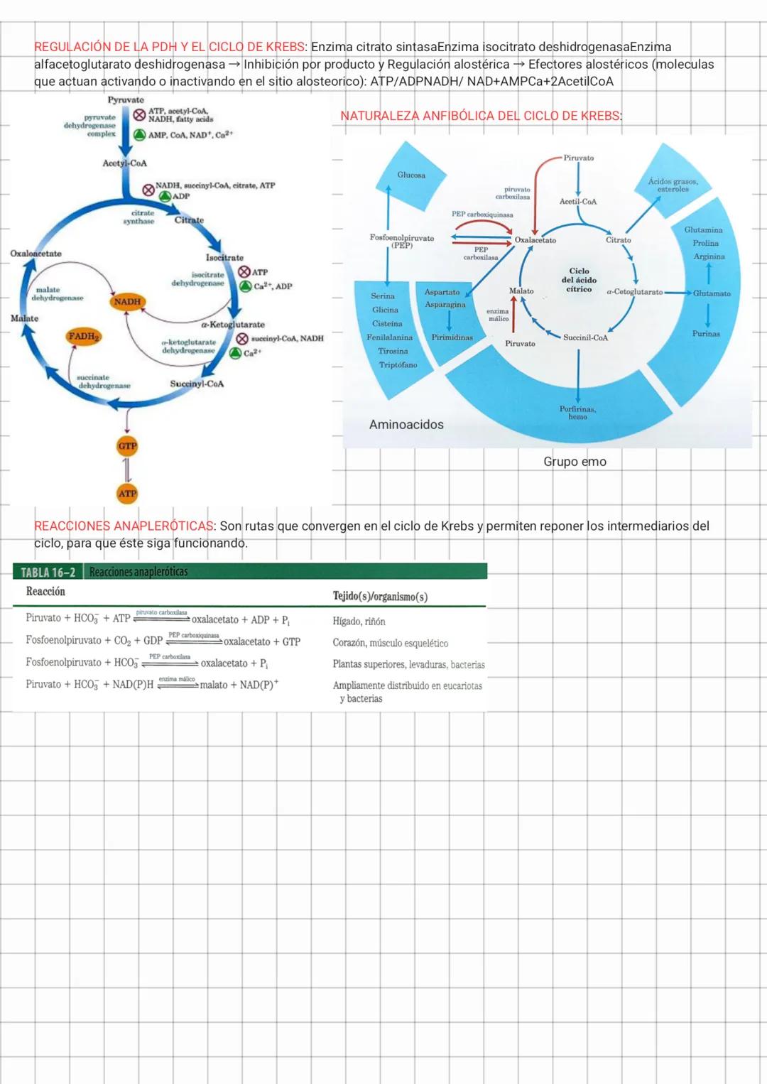 1. Oxidación del piruvato
El piruvato, producto final de la glucólisis, se transporta a la mitocondria donde se convierte en acetil-CoA por