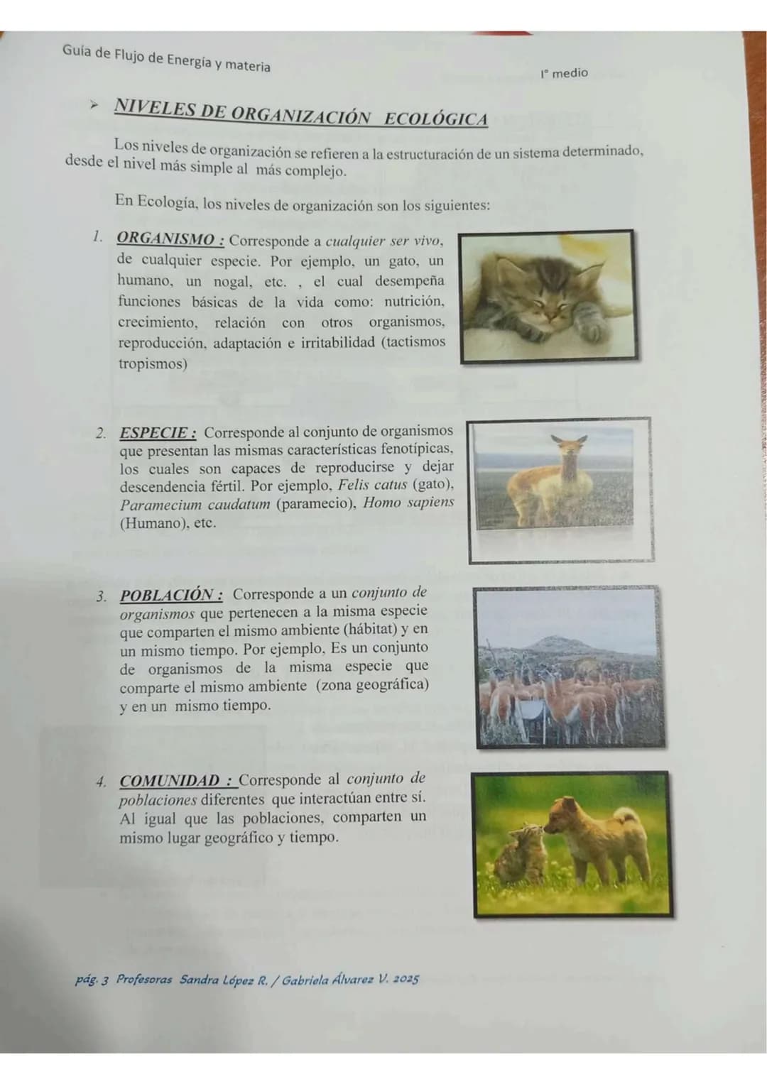 # ECOLOGÍA
Energia lumin
HC
2000
20000 año
Energis almacenada
coma blamasa
GUÍA DE ESTUDIO
"FLUJO DE ENERGIA
MATERIA EN
LOS ECOSISTEMASS
Col