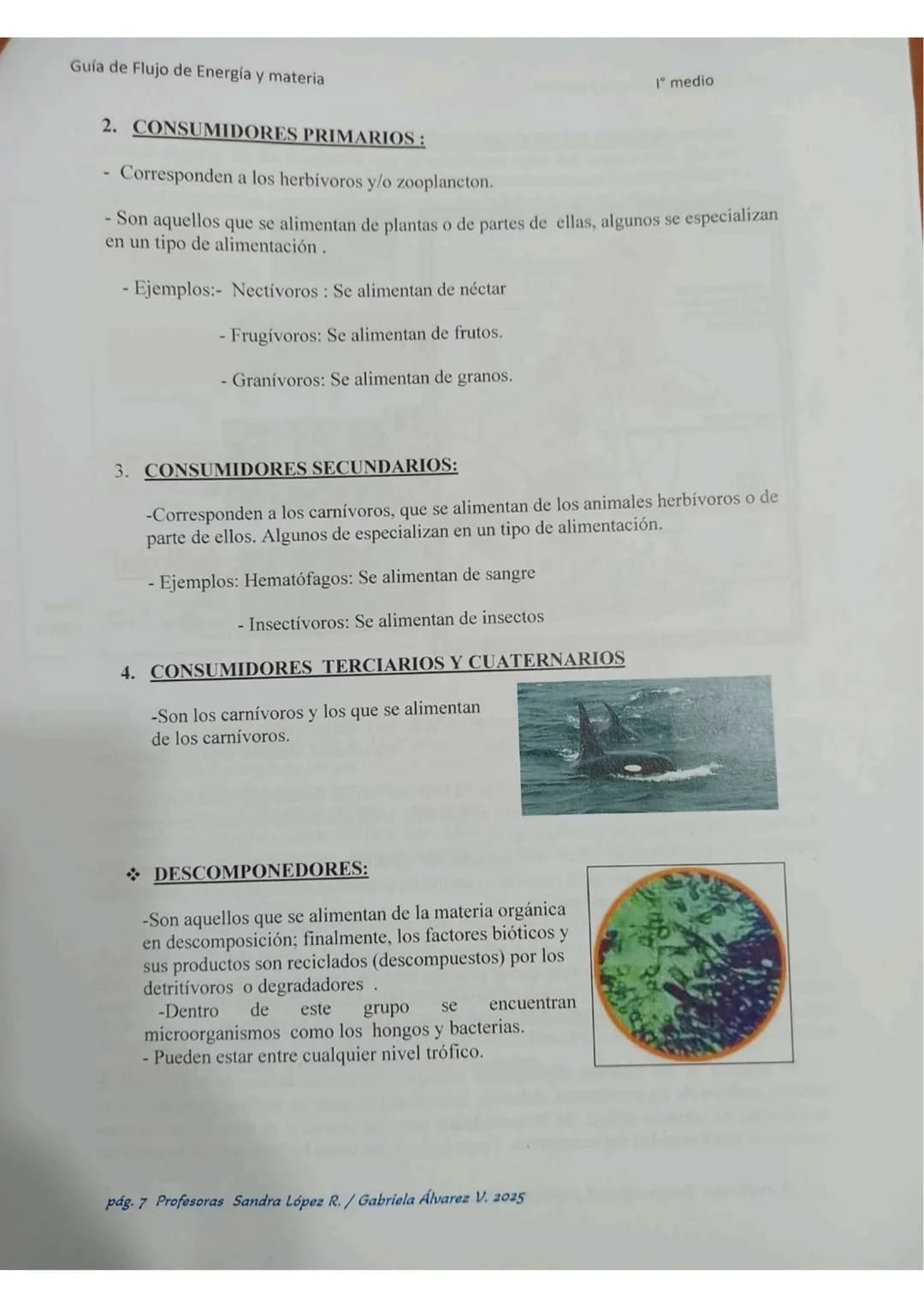 # ECOLOGÍA
Energia lumin
HC
2000
20000 año
Energis almacenada
coma blamasa
GUÍA DE ESTUDIO
"FLUJO DE ENERGIA
MATERIA EN
LOS ECOSISTEMASS
Col