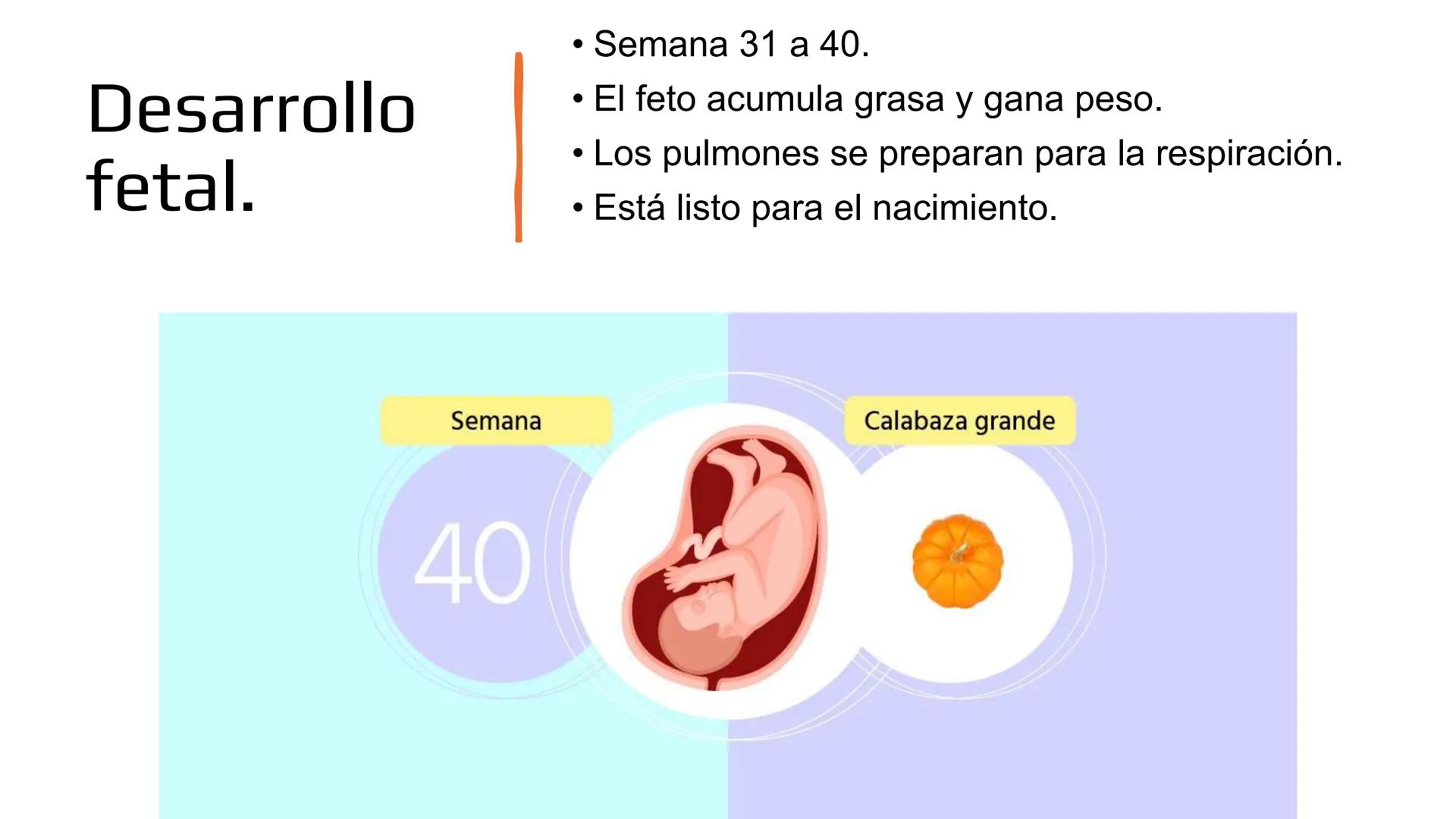 Embarazo: Desde la
fecundación hasta el
parto.
Objetivo: Comprender las etapas del embarazo, desde la fecundación hasta el parto,
reconocie