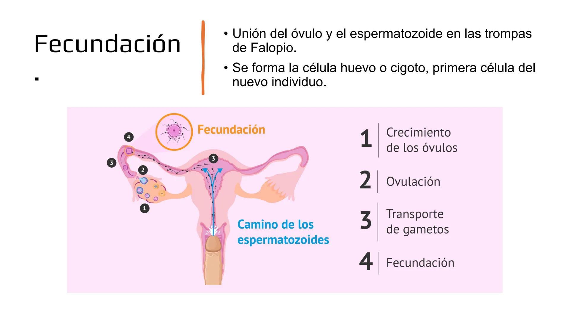 Embarazo: Desde la
fecundación hasta el
parto.
Objetivo: Comprender las etapas del embarazo, desde la fecundación hasta el parto,
reconocie