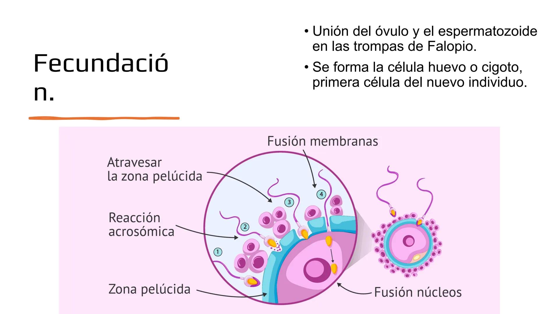 Embarazo: Desde la
fecundación hasta el
parto.
Objetivo: Comprender las etapas del embarazo, desde la fecundación hasta el parto,
reconocie
