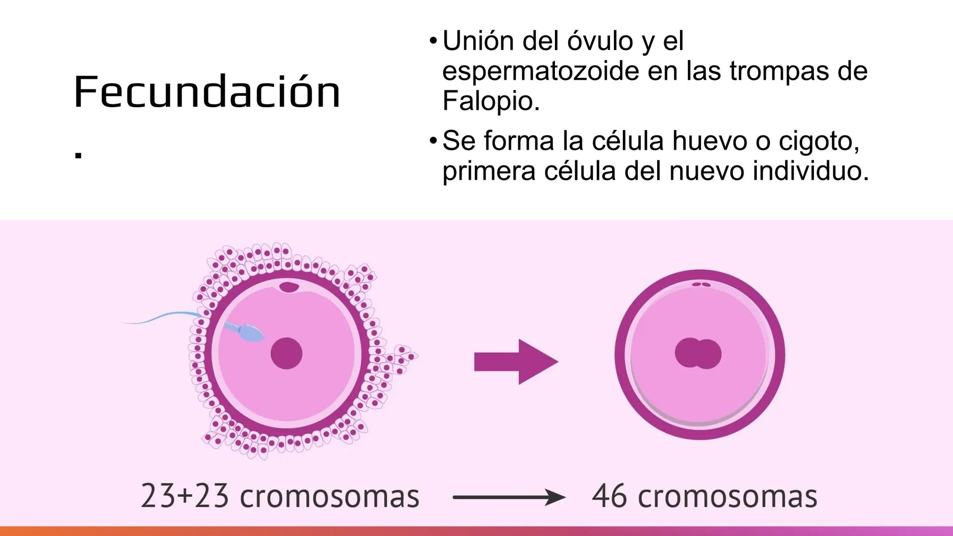 Embarazo: Desde la
fecundación hasta el
parto.
Objetivo: Comprender las etapas del embarazo, desde la fecundación hasta el parto,
reconocie