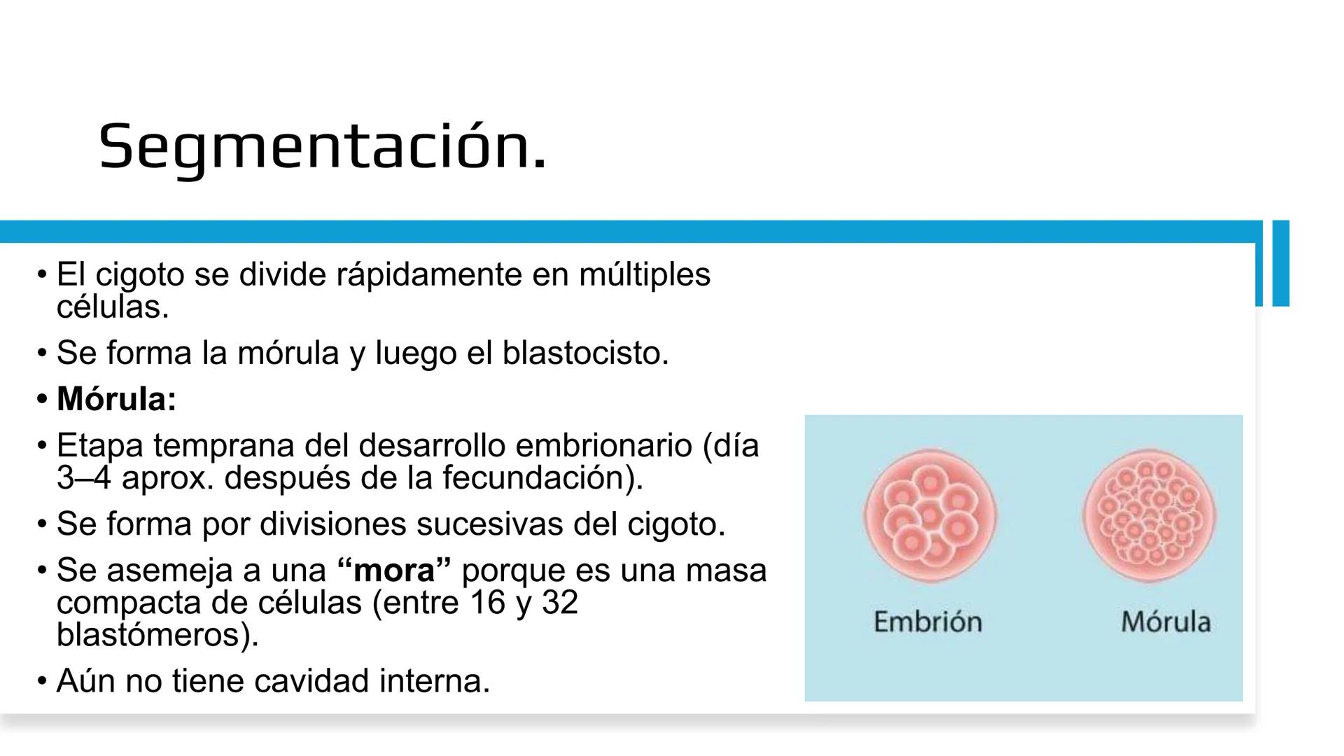 Embarazo: Desde la
fecundación hasta el
parto.
Objetivo: Comprender las etapas del embarazo, desde la fecundación hasta el parto,
reconocie
