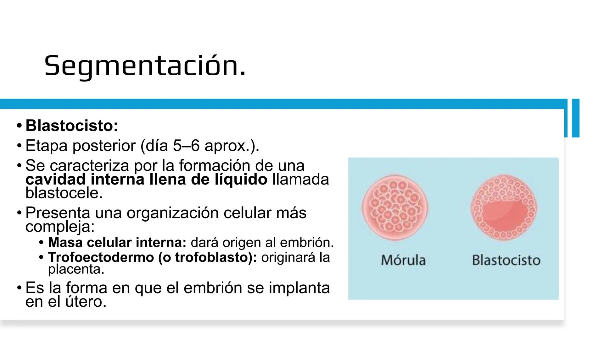 Embarazo: Desde la
fecundación hasta el
parto.
Objetivo: Comprender las etapas del embarazo, desde la fecundación hasta el parto,
reconocie