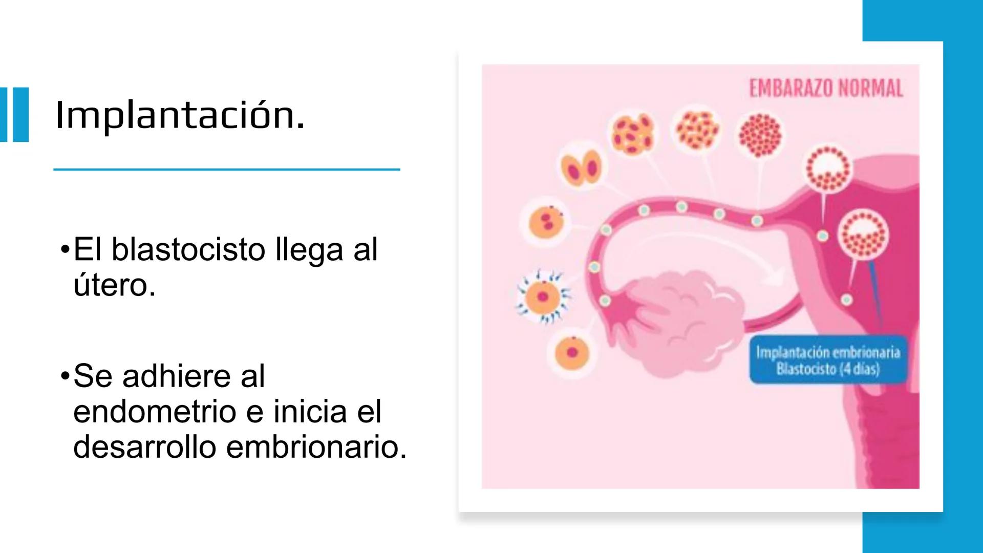 Embarazo: Desde la
fecundación hasta el
parto.
Objetivo: Comprender las etapas del embarazo, desde la fecundación hasta el parto,
reconocie