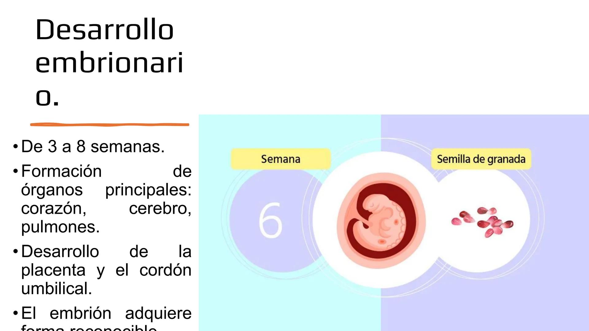 Embarazo: Desde la
fecundación hasta el
parto.
Objetivo: Comprender las etapas del embarazo, desde la fecundación hasta el parto,
reconocie