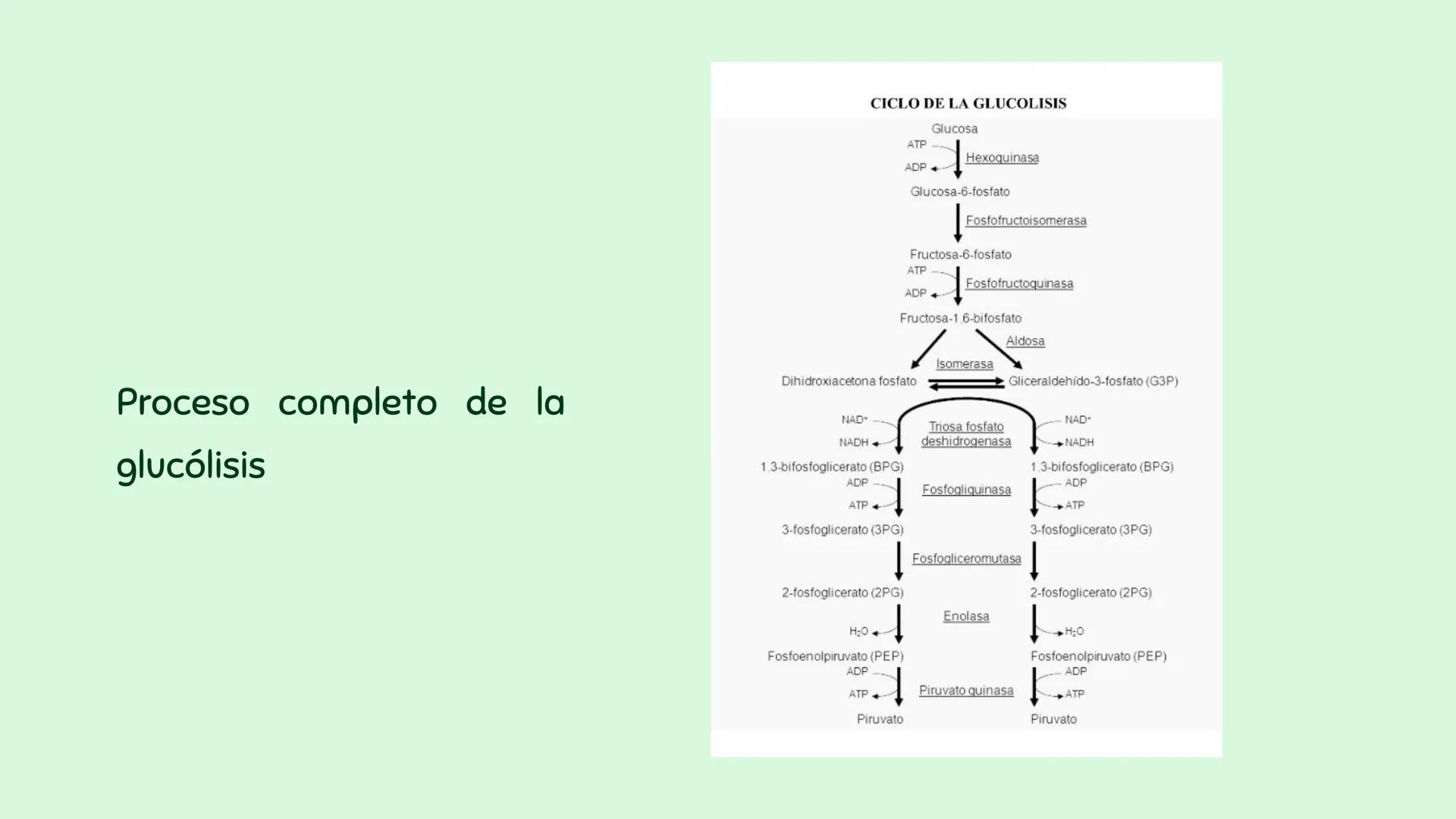 Producció y uso de la
energía.
n
Profesor: Sebastián Molina Orellana Objetiv
OA 07: Explicar, por medio de una
investigación, el rol de la