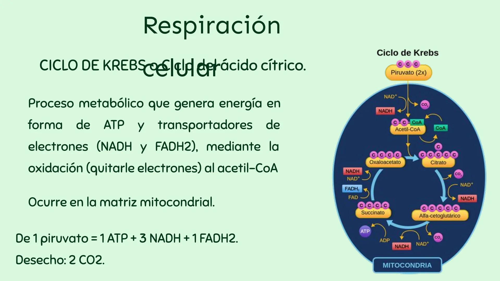 Producció y uso de la
energía.
n
Profesor: Sebastián Molina Orellana Objetiv
OA 07: Explicar, por medio de una
investigación, el rol de la