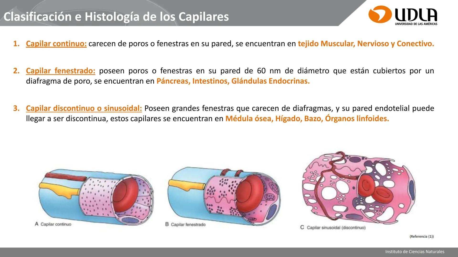 INSTITUTO DE CIENCIAS NATURALES
ENFERMERÍA Y FONOAUDIOLOGÍA
UDLA
UNIVERSIDAD DE LAS AMERICAS
CBI202 - HISTOEMBRIOLOGÍA
UNIDAD IV
CLASE 13