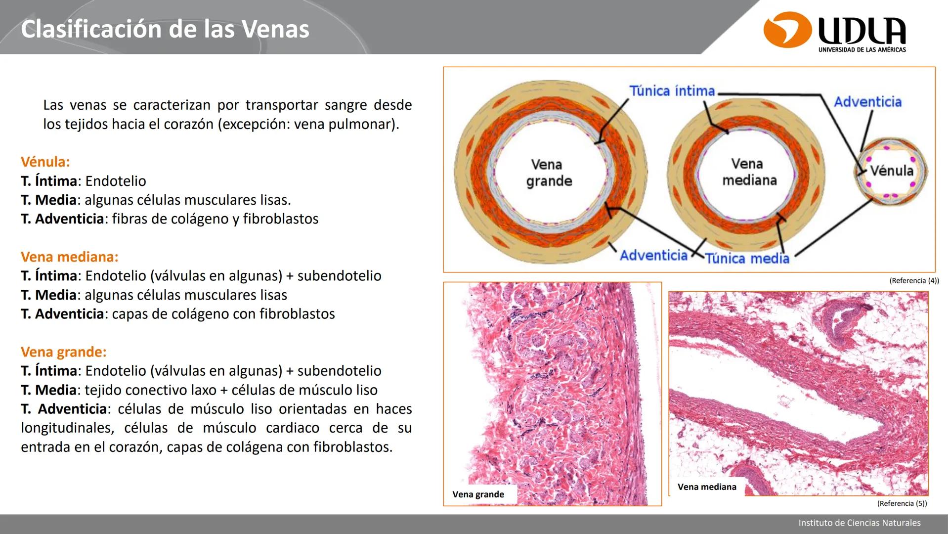INSTITUTO DE CIENCIAS NATURALES
ENFERMERÍA Y FONOAUDIOLOGÍA
UDLA
UNIVERSIDAD DE LAS AMERICAS
CBI202 - HISTOEMBRIOLOGÍA
UNIDAD IV
CLASE 13