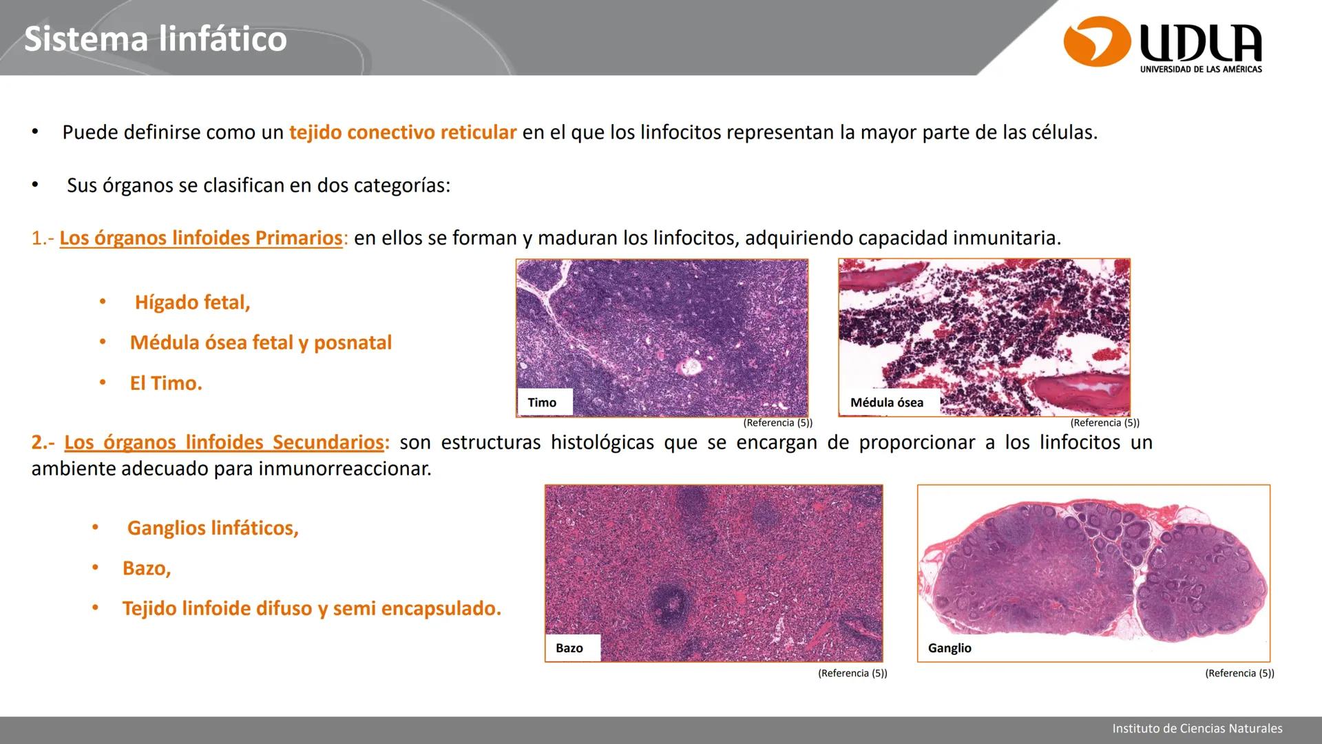 INSTITUTO DE CIENCIAS NATURALES
ENFERMERÍA Y FONOAUDIOLOGÍA
UDLA
UNIVERSIDAD DE LAS AMERICAS
CBI202 - HISTOEMBRIOLOGÍA
UNIDAD IV
CLASE 13