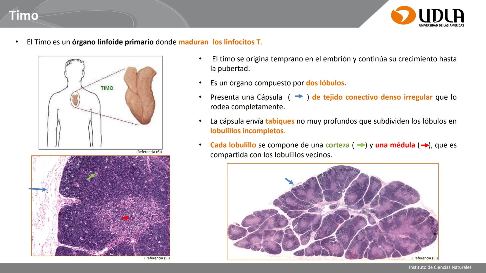 INSTITUTO DE CIENCIAS NATURALES
ENFERMERÍA Y FONOAUDIOLOGÍA
UDLA
UNIVERSIDAD DE LAS AMERICAS
CBI202 - HISTOEMBRIOLOGÍA
UNIDAD IV
CLASE 13