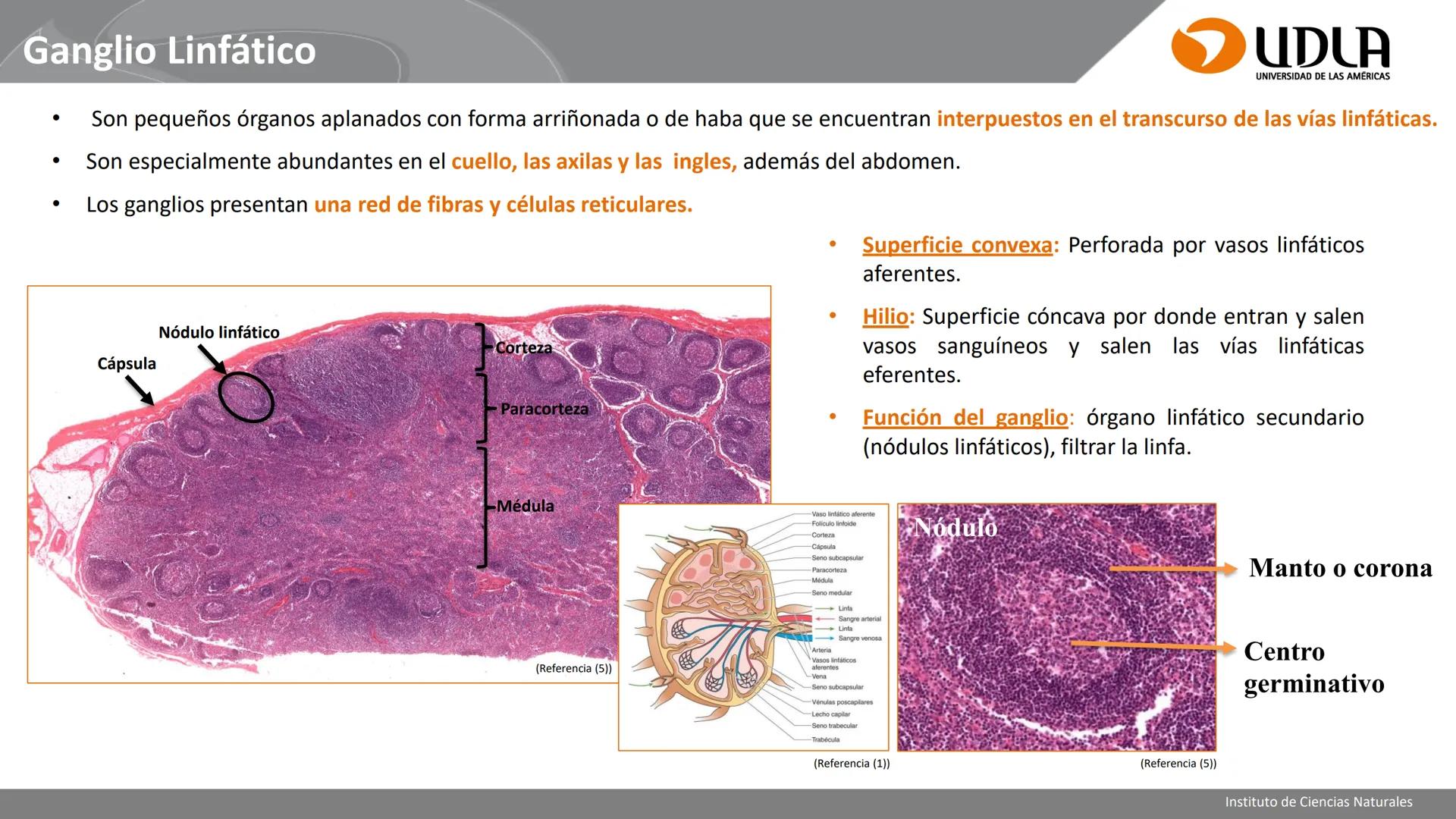 INSTITUTO DE CIENCIAS NATURALES
ENFERMERÍA Y FONOAUDIOLOGÍA
UDLA
UNIVERSIDAD DE LAS AMERICAS
CBI202 - HISTOEMBRIOLOGÍA
UNIDAD IV
CLASE 13