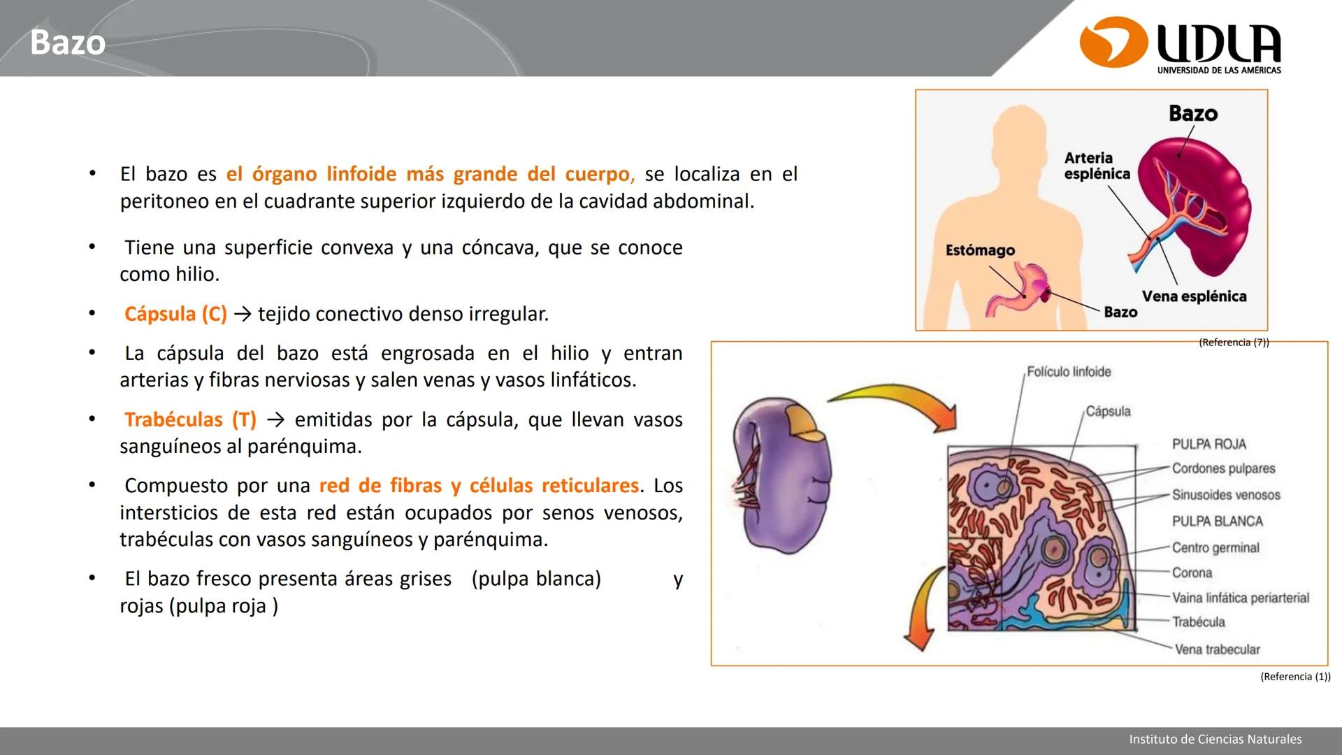 INSTITUTO DE CIENCIAS NATURALES
ENFERMERÍA Y FONOAUDIOLOGÍA
UDLA
UNIVERSIDAD DE LAS AMERICAS
CBI202 - HISTOEMBRIOLOGÍA
UNIDAD IV
CLASE 13