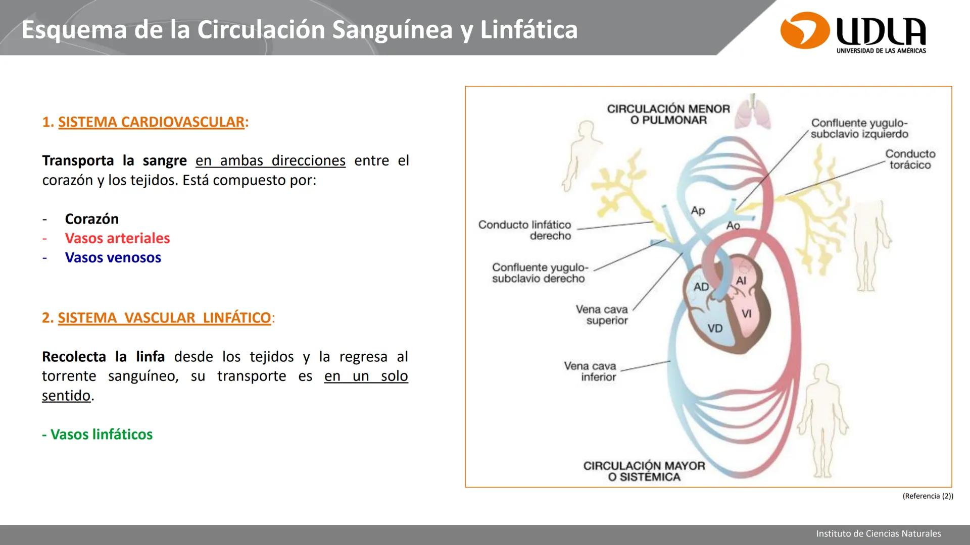 INSTITUTO DE CIENCIAS NATURALES
ENFERMERÍA Y FONOAUDIOLOGÍA
UDLA
UNIVERSIDAD DE LAS AMERICAS
CBI202 - HISTOEMBRIOLOGÍA
UNIDAD IV
CLASE 13