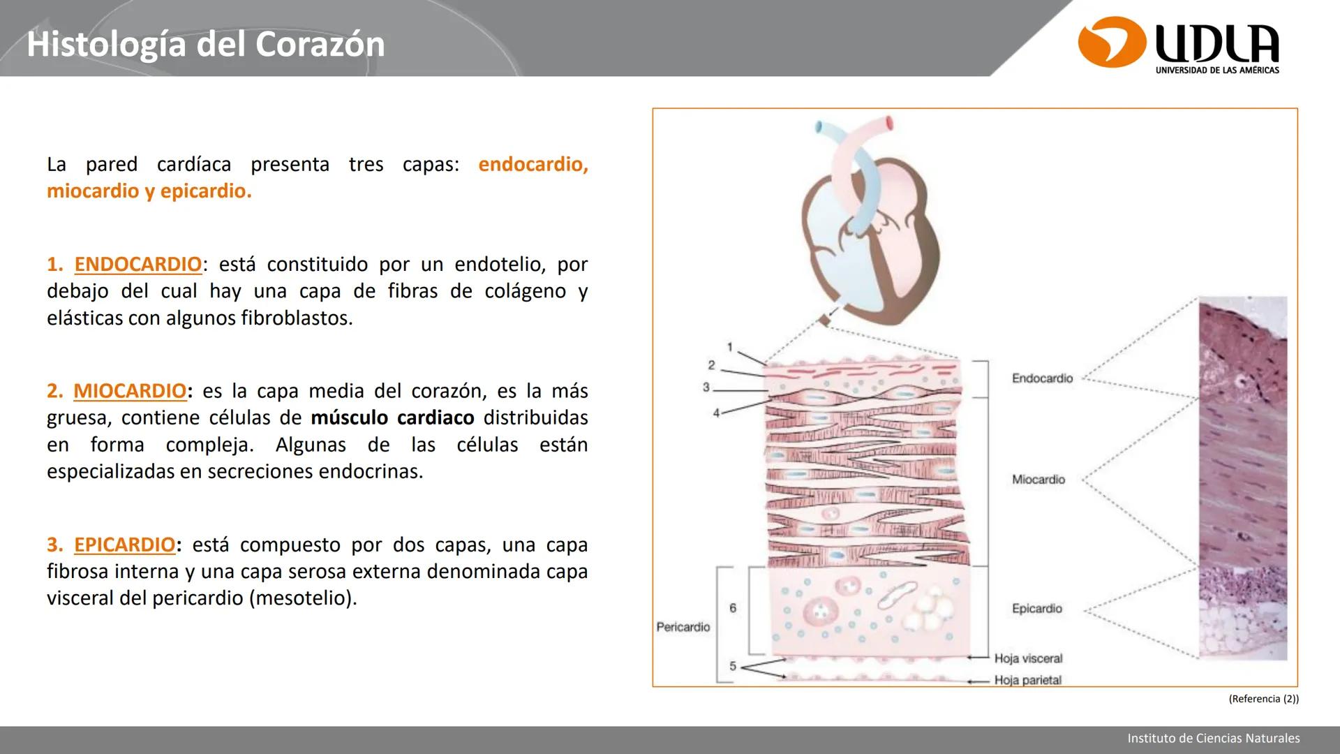 INSTITUTO DE CIENCIAS NATURALES
ENFERMERÍA Y FONOAUDIOLOGÍA
UDLA
UNIVERSIDAD DE LAS AMERICAS
CBI202 - HISTOEMBRIOLOGÍA
UNIDAD IV
CLASE 13