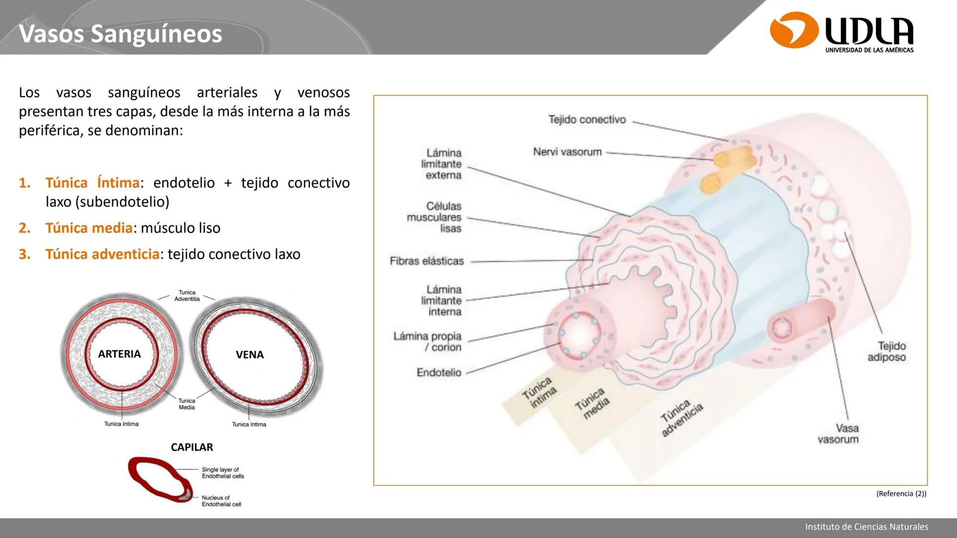 INSTITUTO DE CIENCIAS NATURALES
ENFERMERÍA Y FONOAUDIOLOGÍA
UDLA
UNIVERSIDAD DE LAS AMERICAS
CBI202 - HISTOEMBRIOLOGÍA
UNIDAD IV
CLASE 13