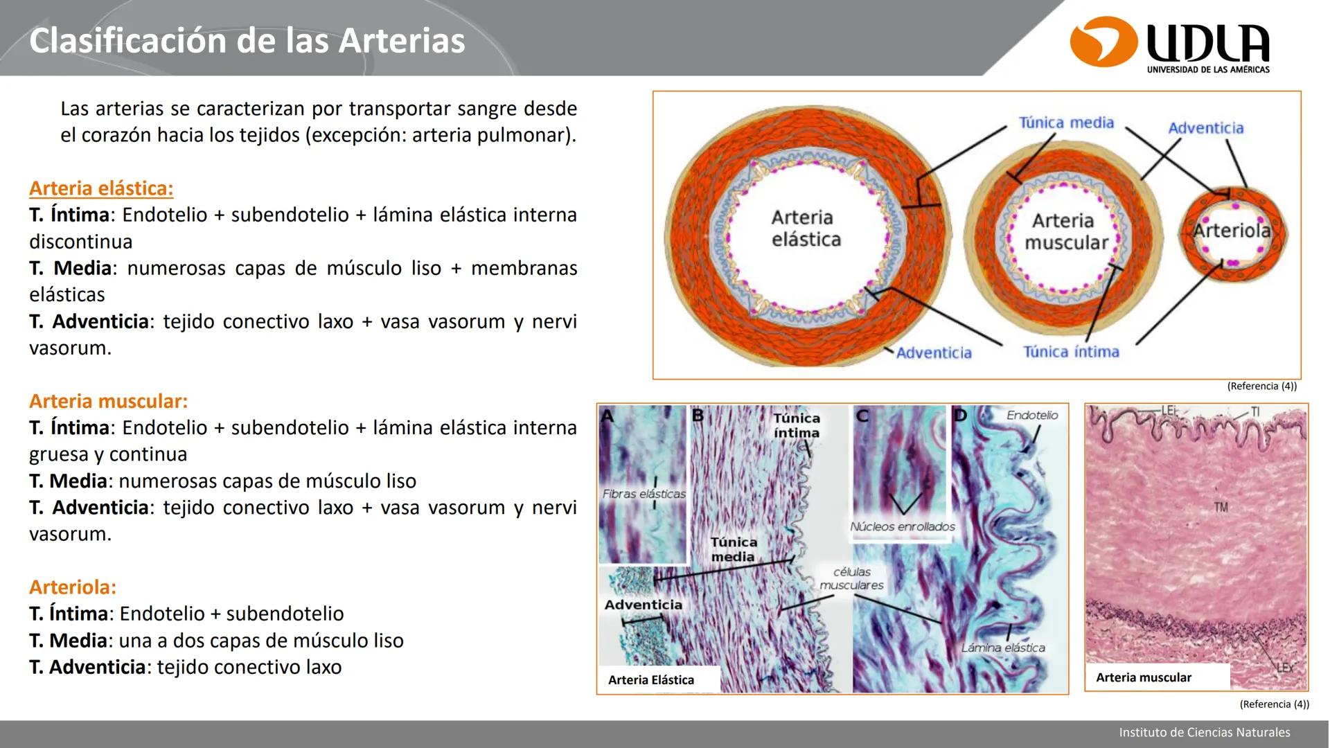INSTITUTO DE CIENCIAS NATURALES
ENFERMERÍA Y FONOAUDIOLOGÍA
UDLA
UNIVERSIDAD DE LAS AMERICAS
CBI202 - HISTOEMBRIOLOGÍA
UNIDAD IV
CLASE 13