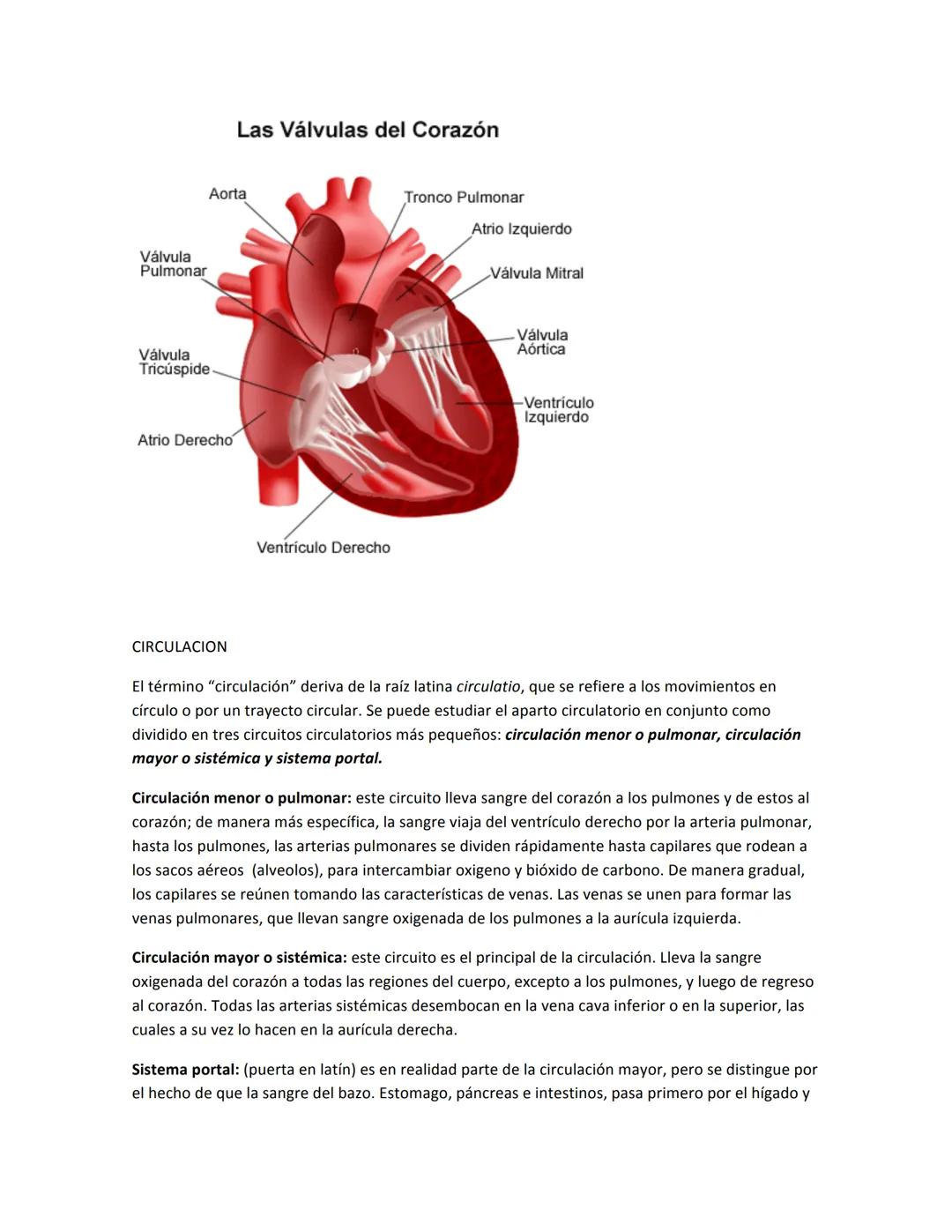 # SISTEMA CARDIOVASCULAR
El sistema circulatorio es el sistema de trasporte del cuerpo. Constituye un enlace, directo e
indirecto, entre ca