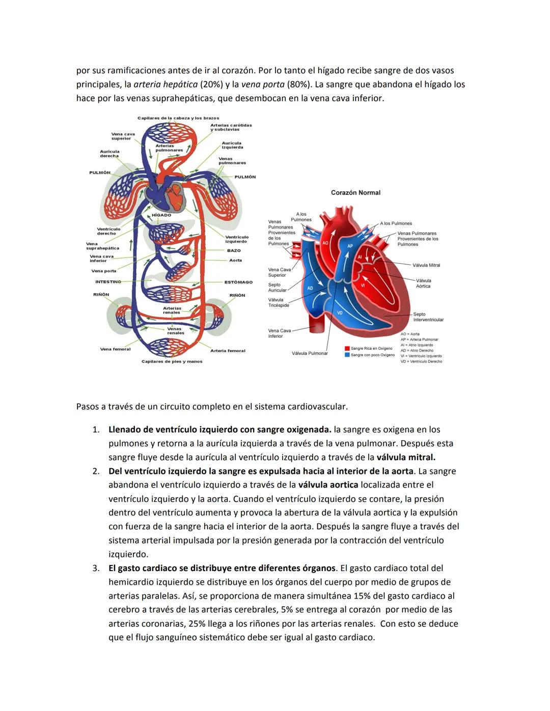 # SISTEMA CARDIOVASCULAR
El sistema circulatorio es el sistema de trasporte del cuerpo. Constituye un enlace, directo e
indirecto, entre ca