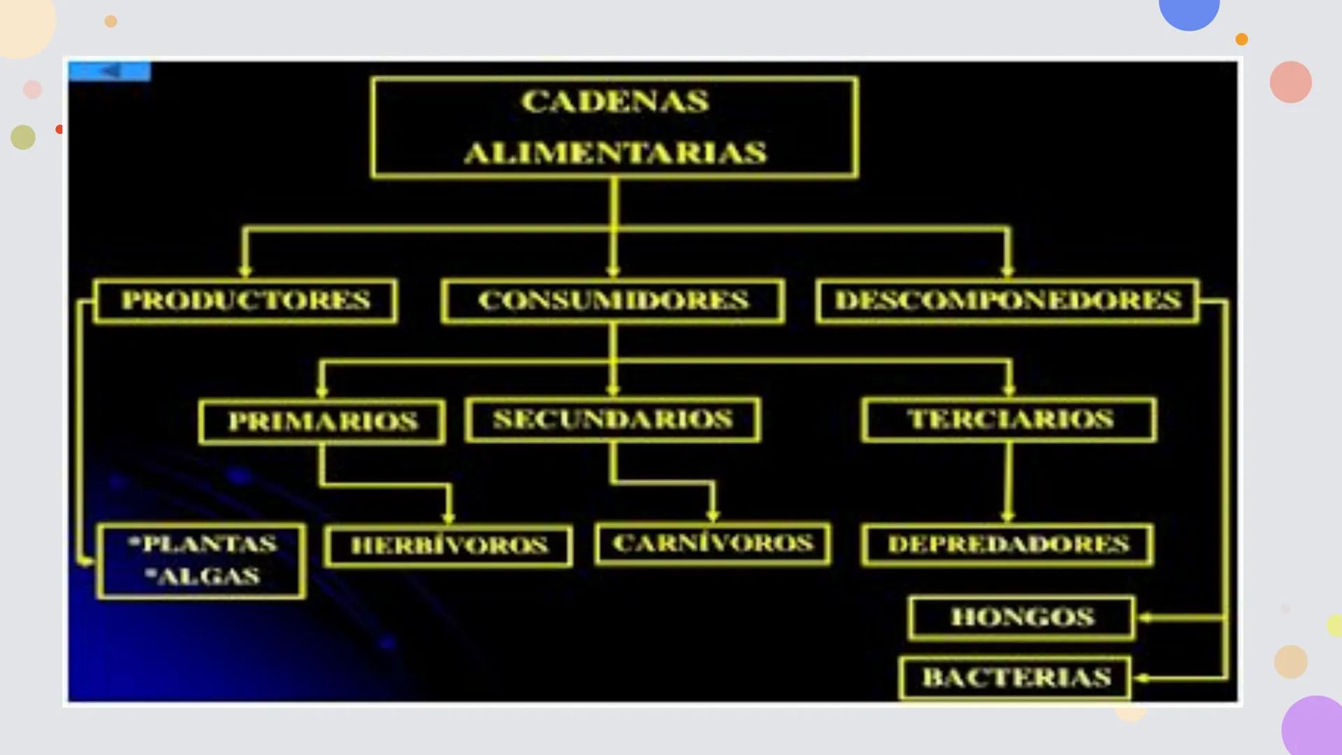 OBJETIVO DE LA CLASE:
•
Comprender que, en el ecosistema, los organismos ocupan
niveles tróficos de acuerdo con el modo en que obtienen su
a