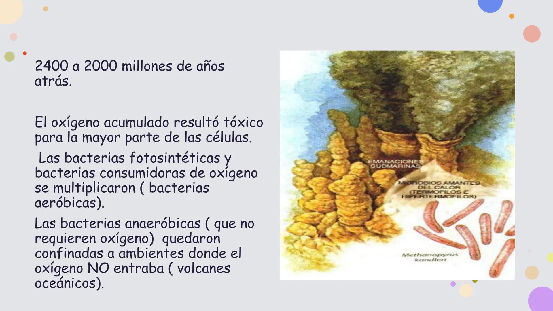 OBJETIVO DE LA CLASE:
•
Comprender que, en el ecosistema, los organismos ocupan
niveles tróficos de acuerdo con el modo en que obtienen su
a