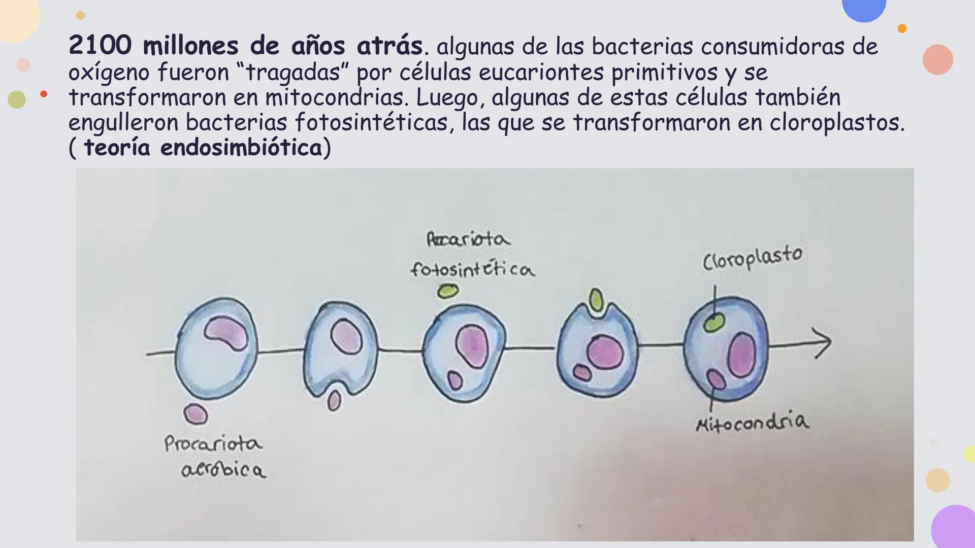 OBJETIVO DE LA CLASE:
•
Comprender que, en el ecosistema, los organismos ocupan
niveles tróficos de acuerdo con el modo en que obtienen su
a