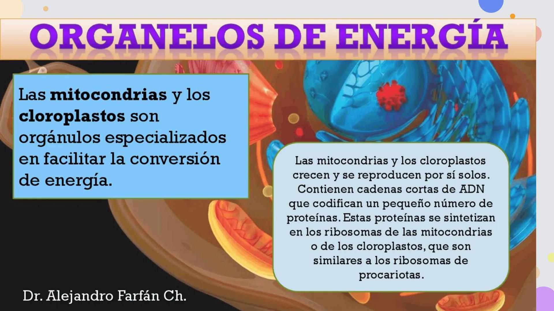 OBJETIVO DE LA CLASE:
•
Comprender que, en el ecosistema, los organismos ocupan
niveles tróficos de acuerdo con el modo en que obtienen su
a