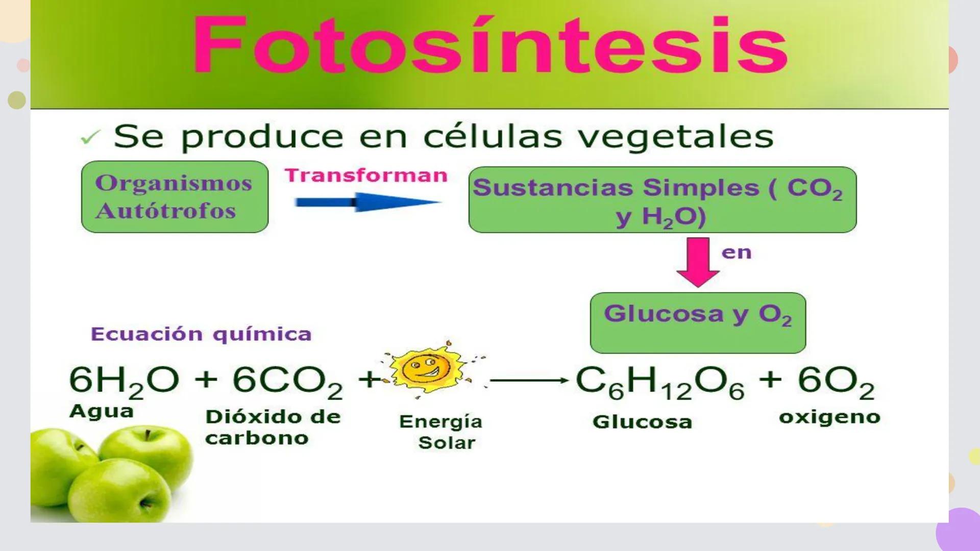OBJETIVO DE LA CLASE:
•
Comprender que, en el ecosistema, los organismos ocupan
niveles tróficos de acuerdo con el modo en que obtienen su
a