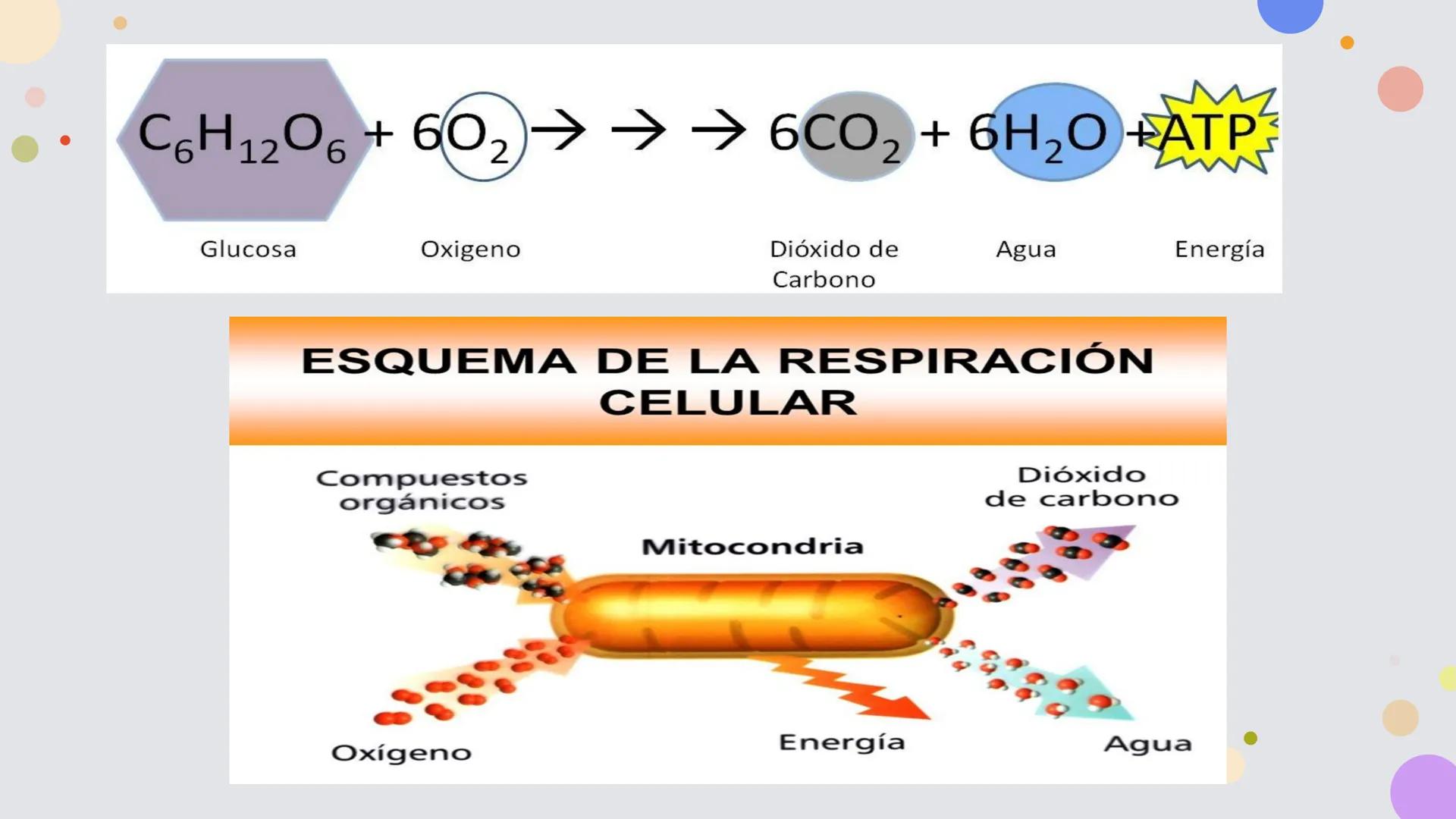 OBJETIVO DE LA CLASE:
•
Comprender que, en el ecosistema, los organismos ocupan
niveles tróficos de acuerdo con el modo en que obtienen su
a