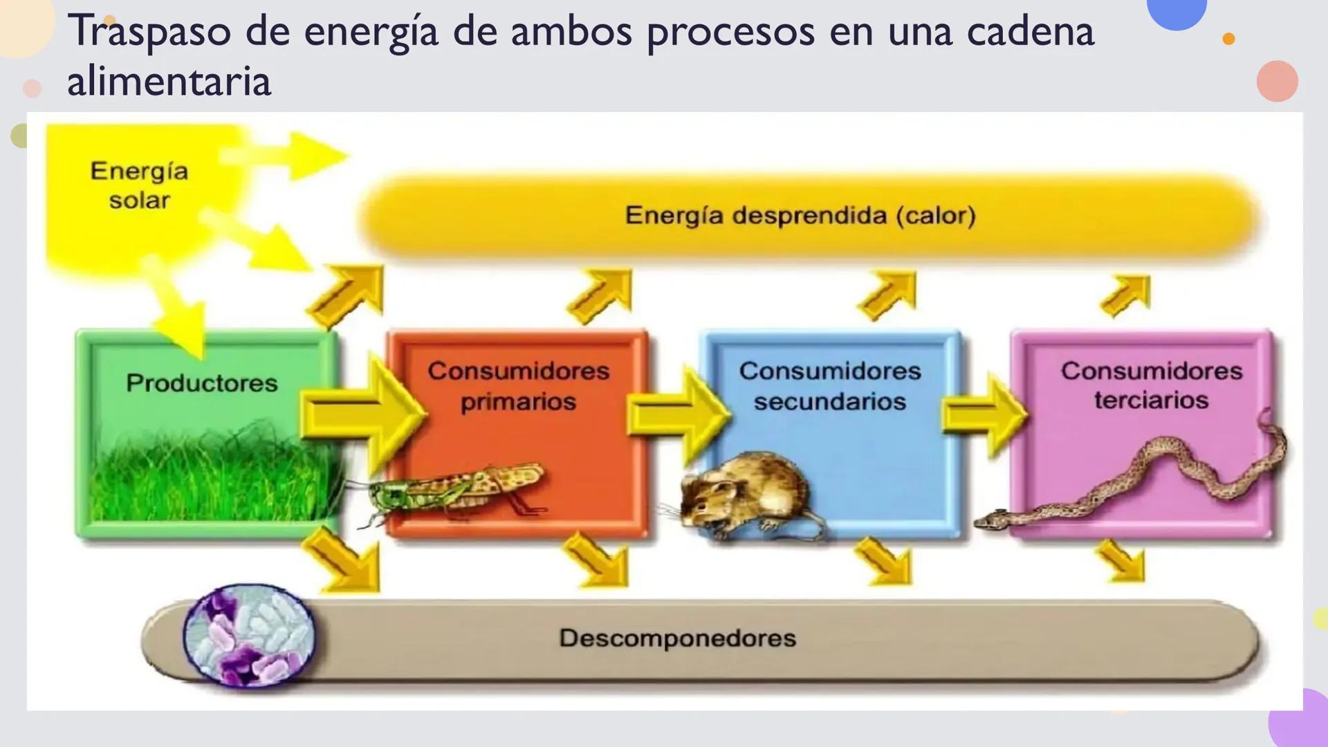 OBJETIVO DE LA CLASE:
•
Comprender que, en el ecosistema, los organismos ocupan
niveles tróficos de acuerdo con el modo en que obtienen su
a