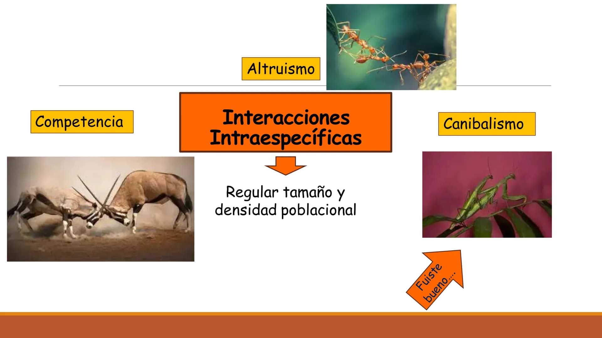 INTERACCIONES
INTRAESPECÍFICAS E
INTERESPECÍFICAS
RECONOCER LAS RELACIONES QUE SE ESTABLECEN ENTRE LOS
COMPONENTES DE UN ECOSISTEMA. Factor