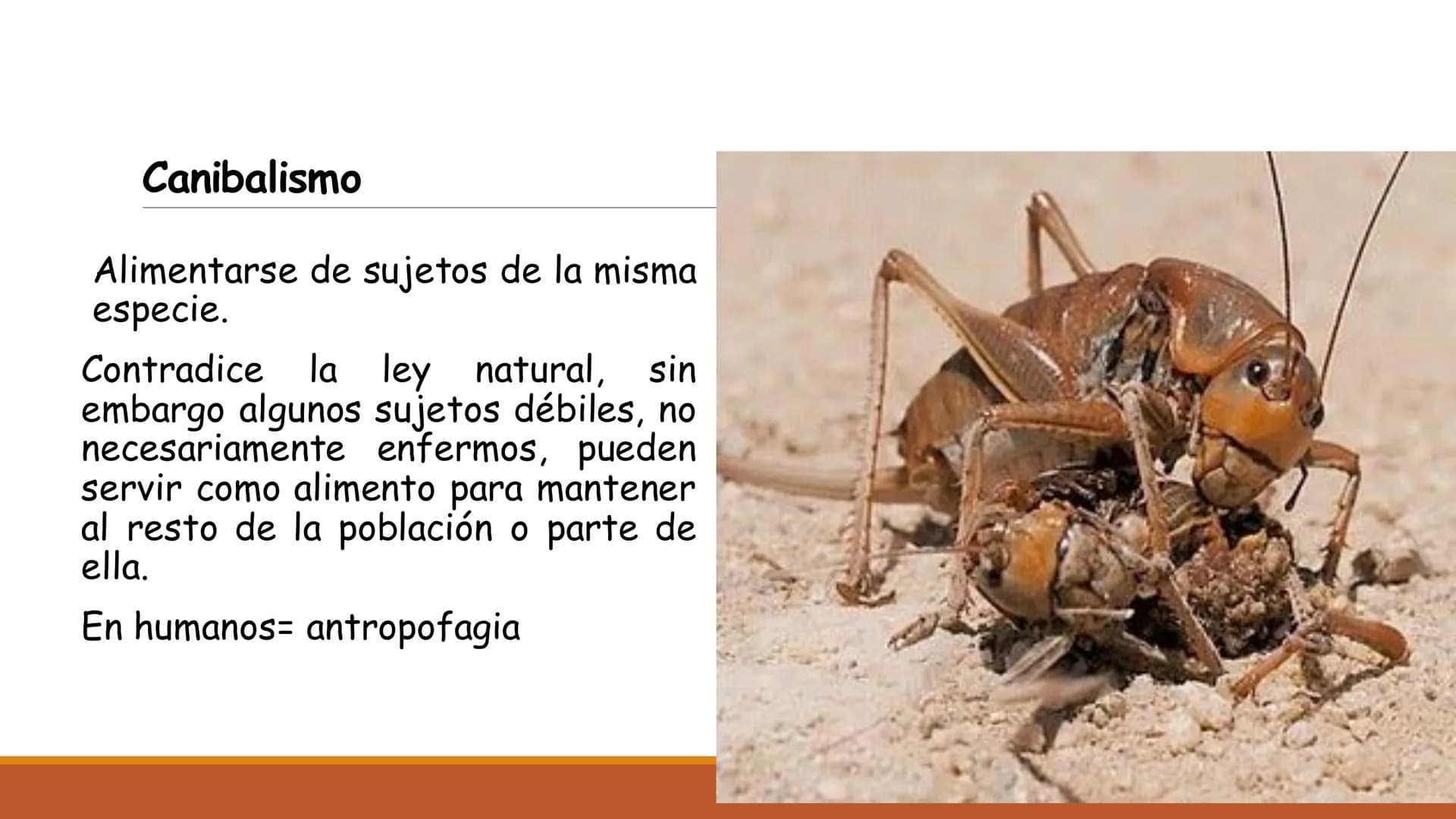 INTERACCIONES
INTRAESPECÍFICAS E
INTERESPECÍFICAS
RECONOCER LAS RELACIONES QUE SE ESTABLECEN ENTRE LOS
COMPONENTES DE UN ECOSISTEMA. Factor