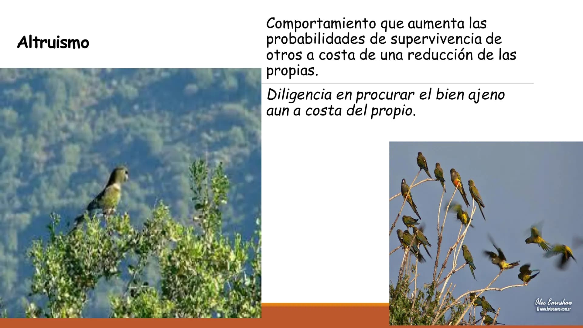 INTERACCIONES
INTRAESPECÍFICAS E
INTERESPECÍFICAS
RECONOCER LAS RELACIONES QUE SE ESTABLECEN ENTRE LOS
COMPONENTES DE UN ECOSISTEMA. Factor